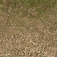 forestfloorblend texture from cs_lod.txd (64x64 DXT1)