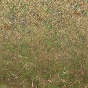 forestfloorblendb texture from cs_forest.txd (256x256 DXT1)