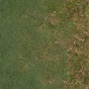 forestfloorgrass texture from ce_ground10.txd (256x256 DXT1)