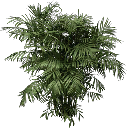 fuzzyplant256 texture from centralresac1.txd (128x128 DXT3)