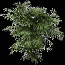 fuzzyplant256 texture from gta_potplantsaa.txd (128x128 ARGB32)