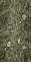 gen_log texture from xmastree1.txd (64x128 DXT1)