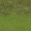 golf_fairway2 texture from golf_sfs.txd (256x256 DXT1)