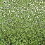 golf_hedge1 texture from sunrise01_lawn.txd (64x64 DXT3)