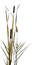 gras03Si texture from gta_proc_rushes.txd (64x128 DXT3)