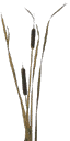 gras04Si texture from gta_proc_rushes.txd (64x128 DXT3)