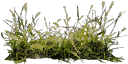 gras07Si texture from gta_proc_rushes.txd (128x64 DXT3)