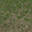 grass10_stones256 texture from lodcunty.txd (32x32 DXT1)