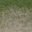 grass10des_dirt2 texture from lodcunty.txd (32x32 DXT1)