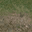 grass10dirt texture from lodcunty.txd (32x32 DXT1)