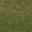 grass10forest texture from lodcunty.txd (32x32 DXT1)