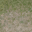 grass4_des_dirt2 texture from lodcunty.txd (32x32 DXT1)