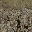 grassbrn2rockbrn texture from lod_countn2.txd (32x32 DXT1)