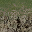 grassbrn2rockbrnGLOD texture from cs_lod.txd (32x32 DXT1)