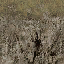grassbrn2rockbrn_lod texture from lodvgsslod02.txd (64x64 DXT1)