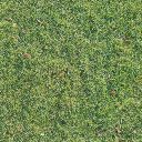 grasslong256 texture from macpark1tr_lae.txd (256x256 DXT1)