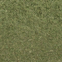 grasstype4-3 texture from landcoast_lae2.txd (128x128 DXT1)