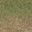grasstype4_staw texture from lodcunty.txd (32x32 DXT1)