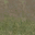grasstype4blndtodirt texture from lodcunty.txd (32x32 DXT1)