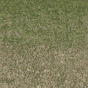 grasstype5_4 texture from cuntwlandse.txd (128x128 DXT1)