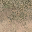 grasstype5_desdirt texture from lod_countn2.txd (32x32 DXT1)