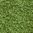hedge1 texture from eastlstr_lae2.txd (128x128 DXT1)