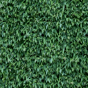 hedge2_256 texture from vgwestretail1.txd (256x256 DXT1)
