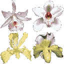 hot_flowers1 texture from law_coffinfl.txd (128x128 DXT3)