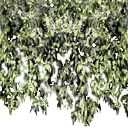ivy4new texture from airport_sfse.txd (128x128 DXT3)
