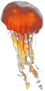 jellyb2 texture from jellyfish2.txd (64x128 DXT3)