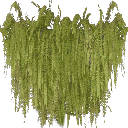kb_balcony_ferns texture from civic02cj.txd (256x256 DXT3)