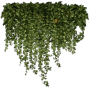 kb_ivy2_256 texture from gta_brokentrees.txd (128x128 DXT3)