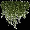 kb_ivy2_256 texture from gta_tree_pine.txd (128x128 ARGB32)
