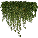 kb_ivy2_256 texture from stormd_fill.txd (256x256 DXT3)
