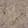 lod_church_dirt2 texture from lodvegaswest3.txd (32x32 DXT1)