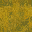 lod_yellowscum texture from lod_las2.txd (32x32 DXT1)