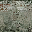 lodrottenwall texture from lodvegaswest3.txd (32x32 DXT1)