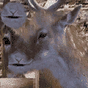 mpCJ_Deer1 texture from mp_ranchcut.txd (128x128 DXT1)