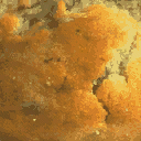 mufftop_rb texture from donut_tray.txd (128x128 DXT1)