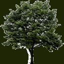 newtreea128 texture from trees2.txd (128x128 ARGB32)