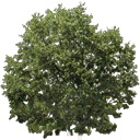 newtreeleaves128 texture from desn2_stud.txd (128x128 DXT3)
