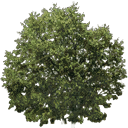 newtreeleaves128 texture from gta_proc_bush.txd (128x128 DXT3)