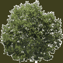 newtreeleaves128 texture from gta_tree_bevhills.txd (128x128 ARGB32)