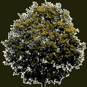 newtreeleavesb128 texture from gta_tree_boak.txd (128x128 ARGB32)