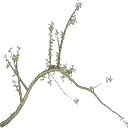oak2b texture from gta_proc_grassland.txd (128x128 DXT3)