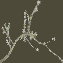 oak2b texture from vegtresshi9b.txd (128x128 ARGB32)