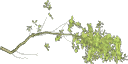 oakleaf1 texture from gta_proc_grassland.txd (128x64 DXT3)