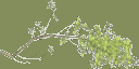 oakleaf1 texture from gtatreesh.txd (128x64 ARGB32)