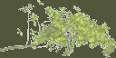 oakleaf2 texture from gtatreesh.txd (128x64 ARGB32)