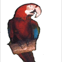 parrot_I texture from csparrot.txd (128x128 DXT3)